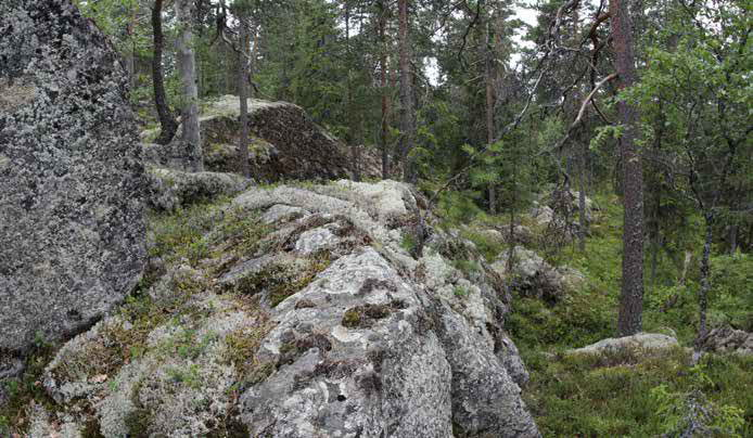 Aluskasvillisuudessa tavataan kivien päällä poronjäkäliä sekä seinäsammalia, muualla kanervaa, variksenmarjaa, puolukkaa, mustikkaa sekä juolukkaa.