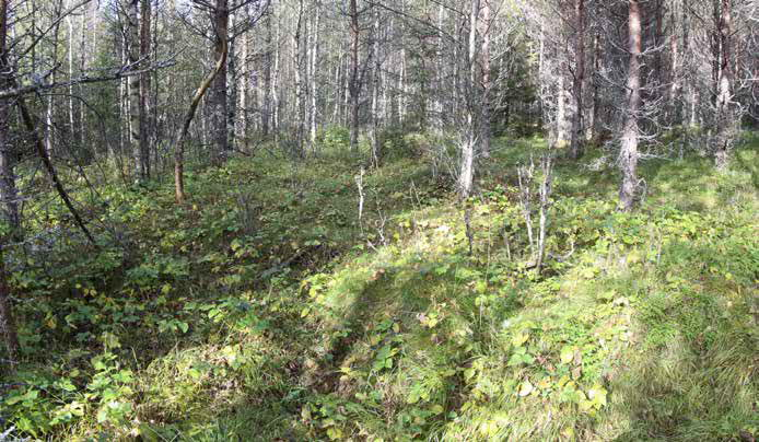 Pensaskerroksessa esiintyy kiiltopajuja ja katajia sekä suon laidalla myös korpipaatsamia. Lehtopensaita ei alueella kasva.