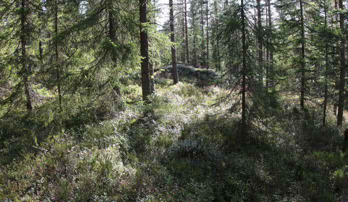 Pensaskerroksessa esiintyy katajia sekä havu- ja lehtipuiden taimia.