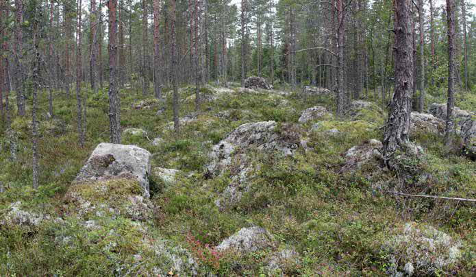 Sekapuina on vähän hieskoivuja.