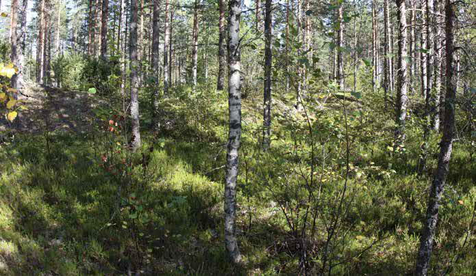 Pensaskerroksessa esiintyy katajia sekä havu- ja lehtipuiden taimia.