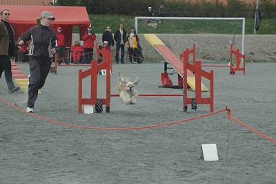 Agility-tulokset 2005 (Yhteensä 43) 14.5.2006 Jyväakylä, tuomarina Salme Mujunen luokka: mini 2 Little Life Eternal Rose 'Kaisa' ja Henna Elonen Kisa 1: Tulos: 5, sijoitus: 2.