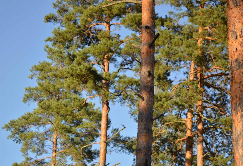 Metsäalan korkea-asteen rakenteellisen kehittämisen esiselvitystyö Jyrki Ketola,