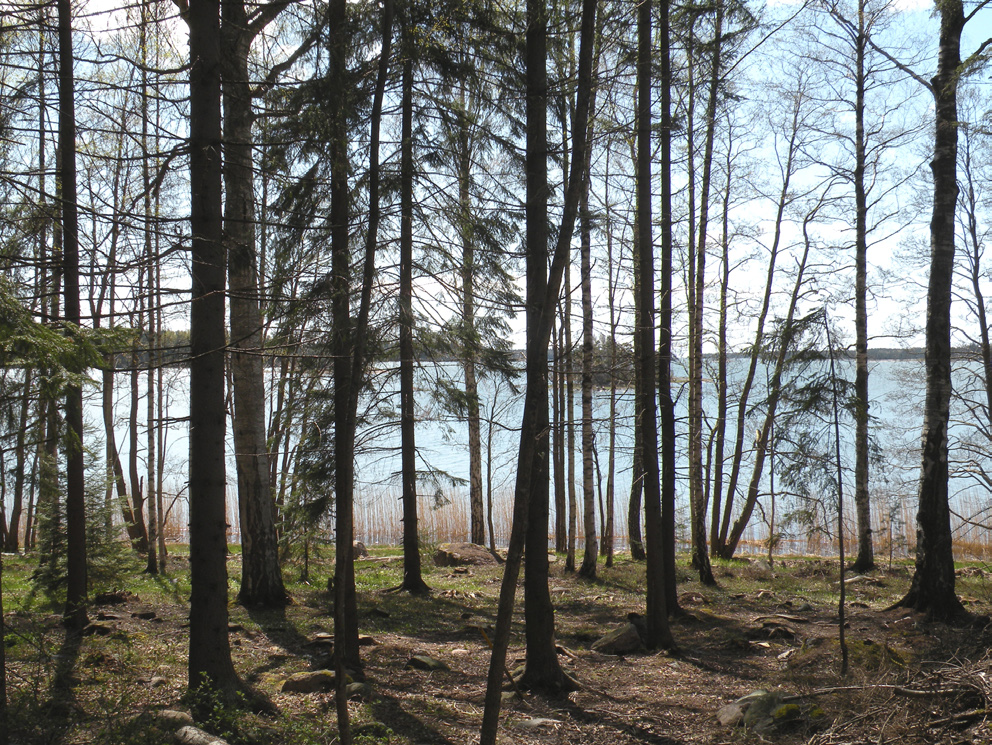 Strandzon i planområdets norra del.
