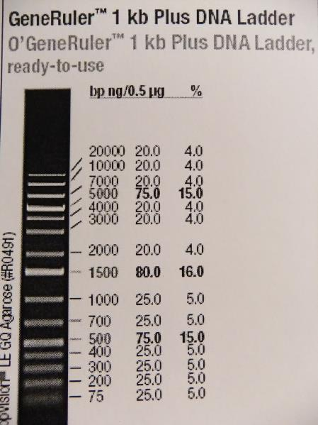 23 9.1 Optimaaliset PCR-kierrosmäärät PCR-testausta tehtiin jotta saatiin selvitettyä optimaalinen kierrosmäärä kullekin geenille.