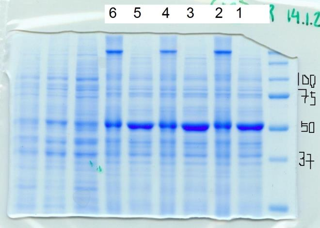 29 Seuraavissa kahdessa geelissä (12 ja 13) etsittiin samaa proteiinia, proteiini2_3ha:a, jonka 3HA-osaan primaarivasta-aine tarttuu. Proteiinin yhteismassa on 81,5 kd.