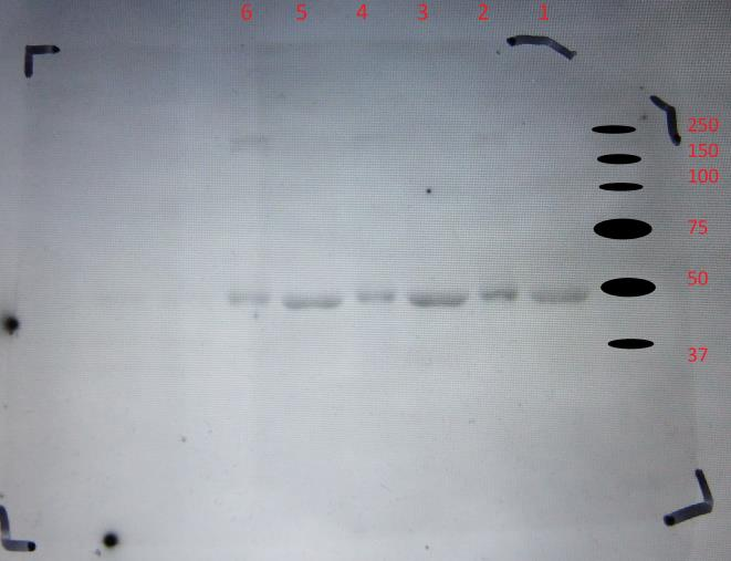 15). Kuvio 14. Coomassie-värjäys proteiini2_3ha:n havaitsemiseksi. Kuvio 15. Immunoblottaus proteiini2_3ha:n havaitsemiseksi.
