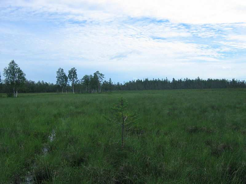 2. Mire types and their typical vegetation Sonja Leponiemi, Sonja Leppäniemi, Eriikka Viisteensaari Annika Birk, Lina Kiebler, Julia Lang 2.1.