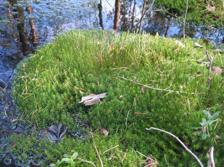 Bog rosemary lat.