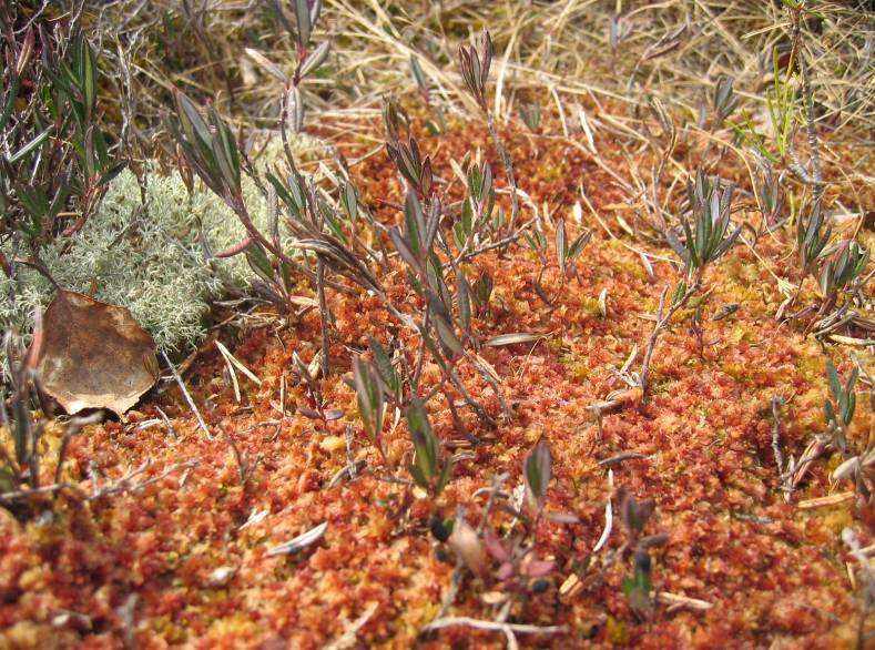 Polytrichum commune dt.