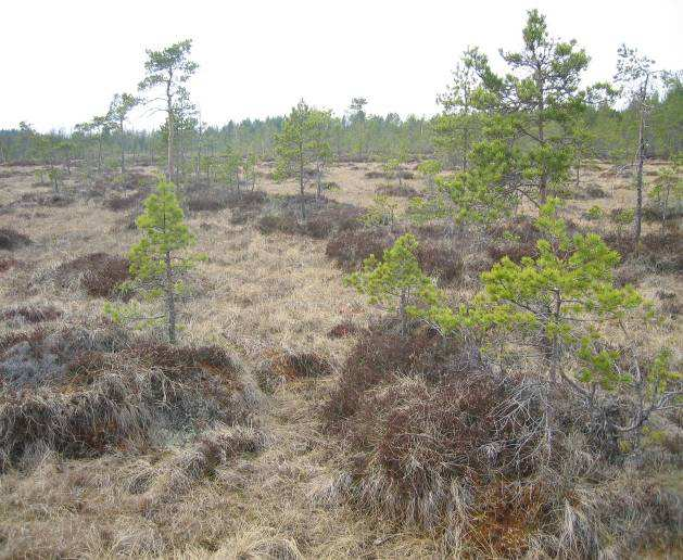 Mäny Pines in Germany Pines in a