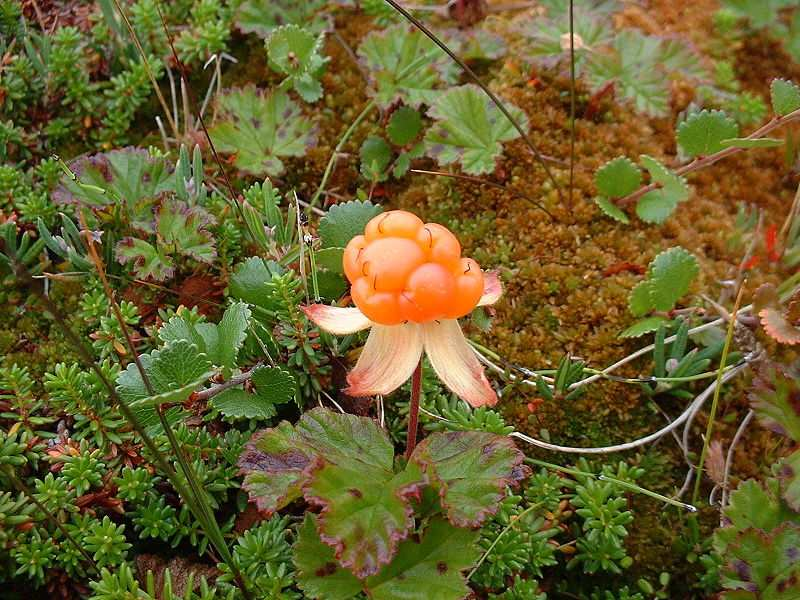 Rubus chamaemorus dt.