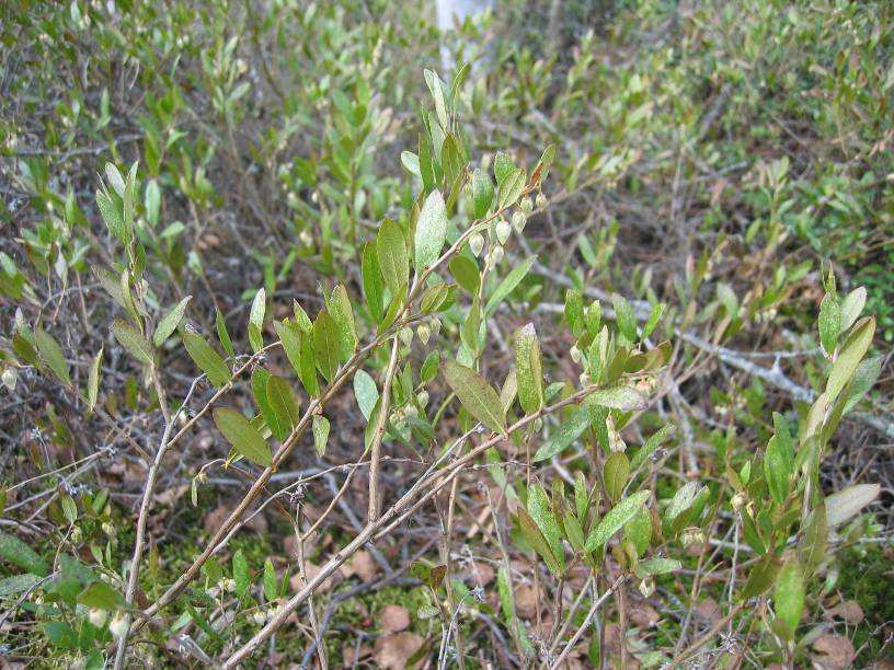 Marsh tea lat. Ledum palustre dt. Sumpfporst fin. Suopursu Leatherleaf lat.