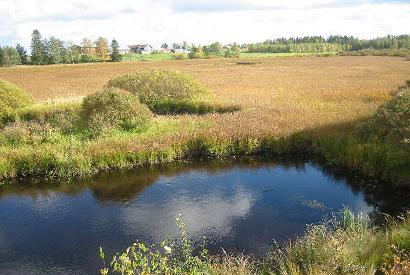 Neva-fen is an open infilled area with trees, sedges and sphagnum. There s often an open wet area in the middle.