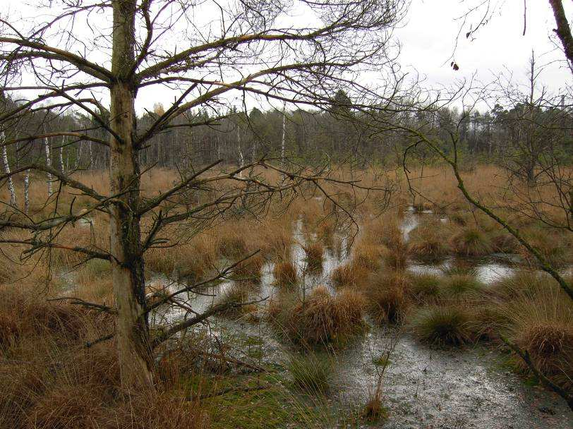 Toisena vallitsevana kasvialueena aapasoilla on letto, joka on myös puutonta aluetta, mutta ravinteiden määrä on siellä nevaa korkeampi.