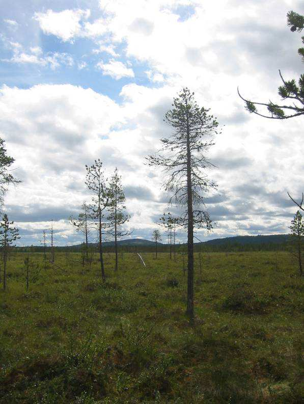 2.2. Palsa Moor / Palsamire / Palsasuo Palsa Moore sind ähnlich wie das Niedermoor aufgebaut.