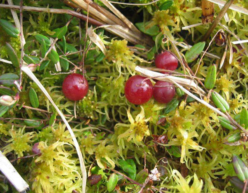 Suosammalia esiintyy kaikkialla. Peat moss lat. Sphagnum spp. dt. Torfmoos fin.