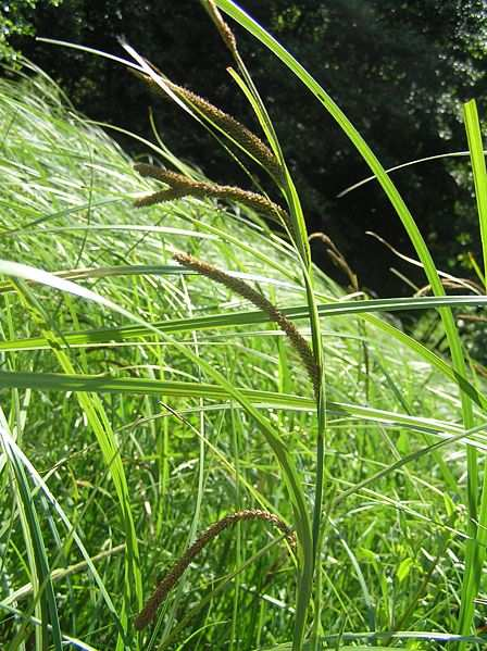 Sedges lat. Carex dt. Seggen fin. Sara http://en.wikipedia.