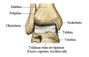 14 4.3 Nilkan nivelet ja jalkaterä Koskisen ym. (2013, 3 4) sekä Hirsimäen ym. (2011, 20) mukaan jalkaterän ja nilkan suurimmat nivelet ovat ylempi ja alempi nilkkanivel.