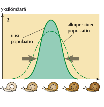 Tasapainottavassa valinnassa luonnonvalinta suosii keskivertoyksilöitä ja karsii äärityyppejä.