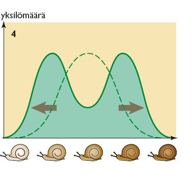 Hajottavassa valinnassa valinta suosii ominaisuusjakauman kummankin ääripään yksilöitä.