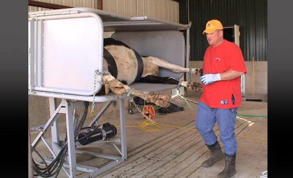 12 Kuva 4. Lehmä hoidettavana kyljellään. Hoof Trimming Stationary Chute. Kuva Riley Built 2010a.