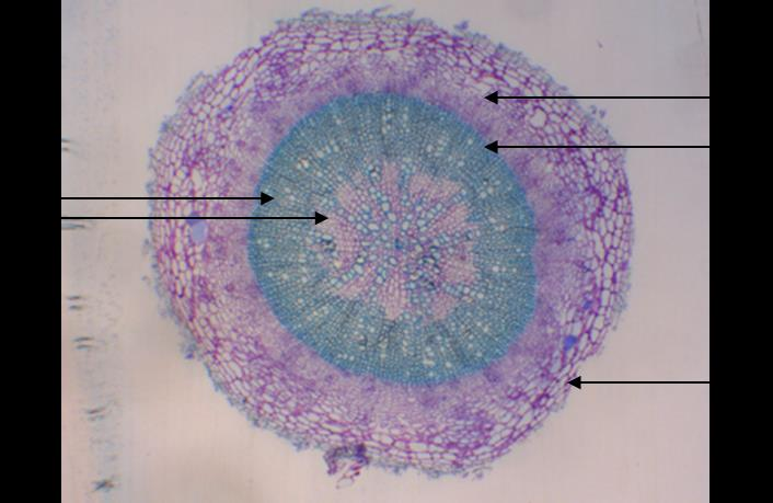 Näiden välissä on jälsisolukkoa, joka siis muodostaa kohti ulompia kuoriosia nilaa, ja sisempään osaan puuainesta eli ksyleemiä (kuvio 4 ja 5) (Kasvianatomia 2006; Nieminen Kauppinen Helariutta 2004.
