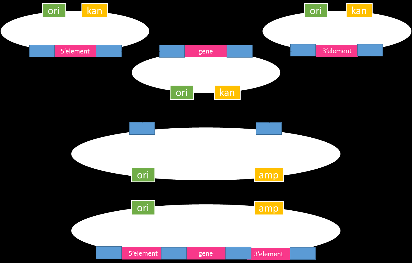 13(57) terminaattorialue. Promoottorialueeseen saadaan myös tarvittaessa yhdistettyä XVEkonstrukti, jolloin tutkittavan geenin luenta käynnistyy vain estradiolikäsittelyn vaikutuksesta (Siligato ym.