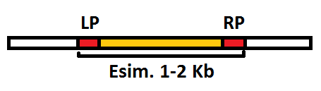 20(57) 3.3.1 Genotyypitys PCR:n avulla PCR-menetelmällä voidaan monistaa sekä siirtogeenisten, että villityypin kasvien lehdistä otettuja DNA-näytteitä.