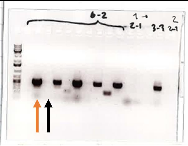 21(57) Mutaation osoittava PCR suunnitellaan siten, että toinen aluke sitoutuu johonkin kohtaan insertiossa ja toinen sitoutuu insertiokohdan jälkeiseen DNA-juosteeseen.