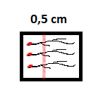 27(57) alue on 0,5 cm hypokotyylialueesta, seuraava 0,9 cm ja kaikki sitä seuraavat +0,3 cm edellisestä (kuvio 14). Kuvio 14. Juuren leikkaaminen koko juuren tarkastelua varten.