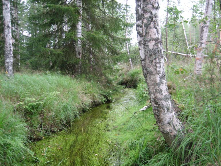 3.2 Perifyton ja pohjaeläintutkimukset Biologisten tutkimusten vertailupiste (P.1) sijaitsee Lemmonjoen yläosalla (kuva 1).