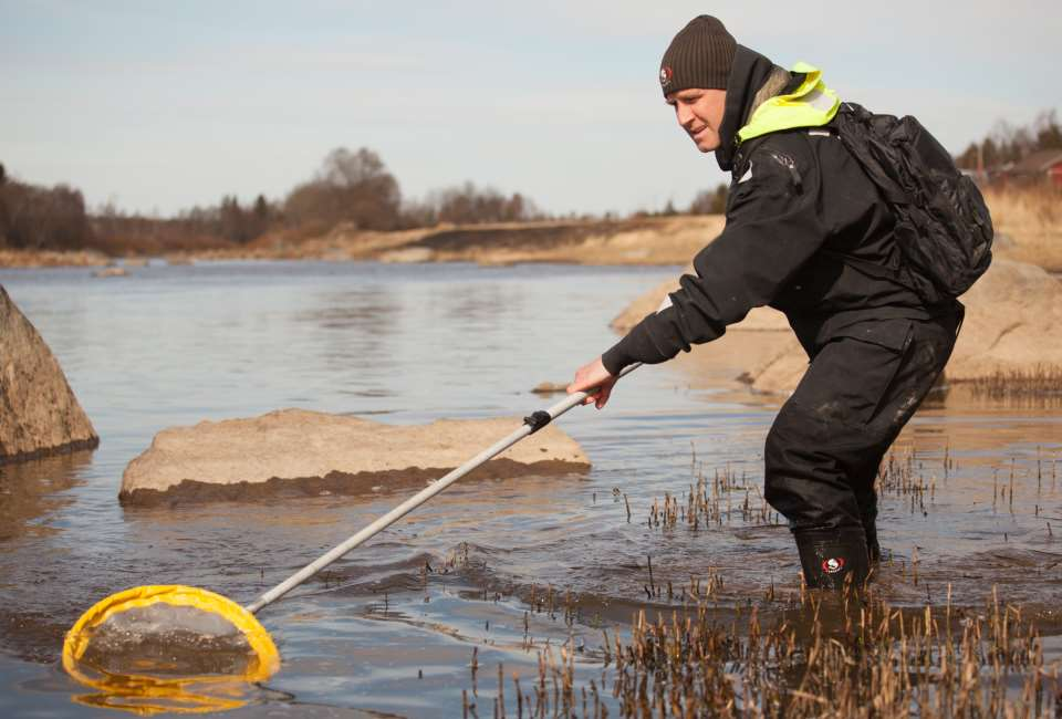 Luonnontuotannon kartoitus haavit 2014 Kokemäenjoesta löydettiin vastakuoriutuneita siian poikasia Lammaistenlahden alueelta, Arantilasta ja Ruskilasta Luonnonlisääntyminen varmistettu!