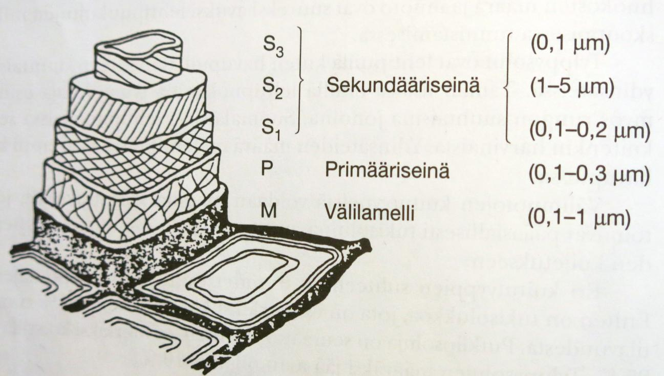Soluseinän rakenteesta voidaan erottaa eri kerroksia, kuten kuvassa 3. Kerroksia ulkoa sisäänpäin mentäessä ovat välilamelli, primääriseinä, kolme sekundäärisseinän kerrosta ja kyhmykerros. Kuva 3.