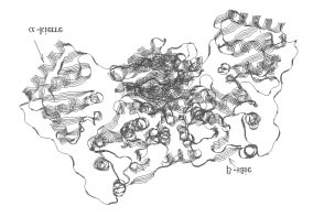 aminohappo eli tähde C C α = keskushiiliatomi C N φ C α ψ C N C α N = aminoryhmää φ ψ C = karboksyyliryhmää peptidisidos C α C α C α Kuva 4: Polypeptidiketju Peptidisidos syntyy, kun toisen