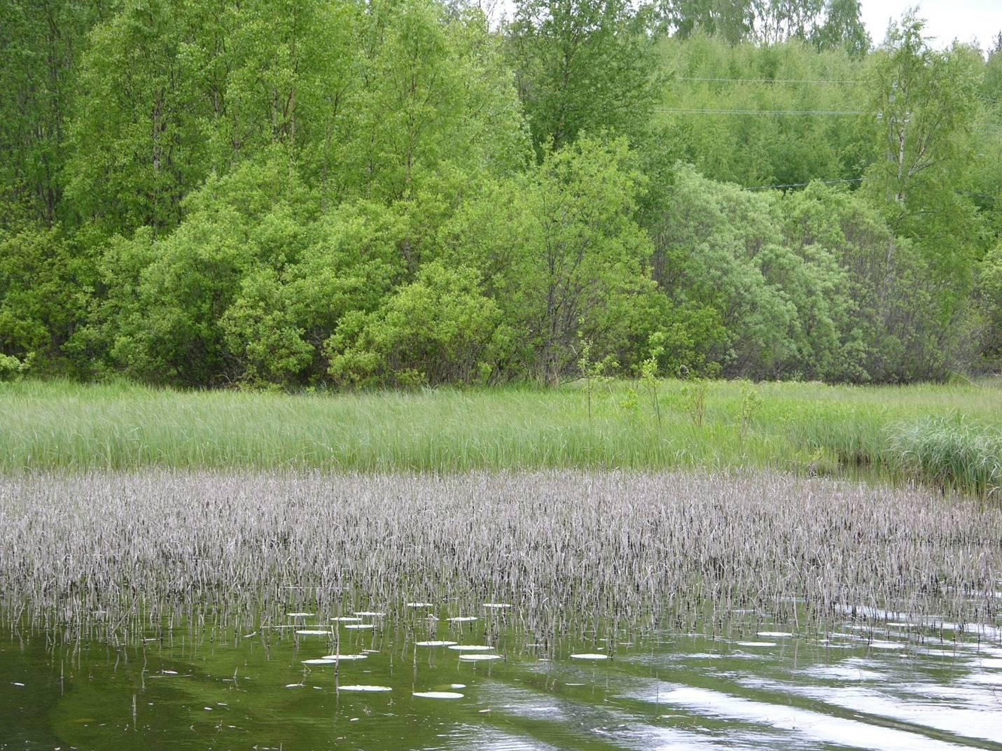 Latvavesiltä huuhtoutuneet ainekset laskeutuvat jokisuistoihin, missä