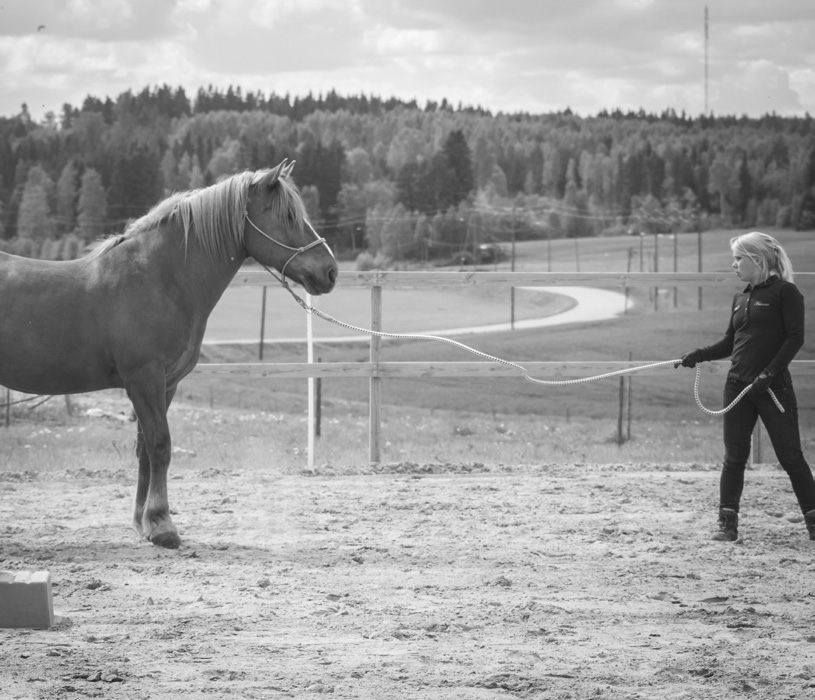 Lisäksi ihmisen täytyy kyetä hallitsemaan hevosen jalkoja ja siirtämään niitä helposti toivomaansa suuntaan toivotulla nopeudella.