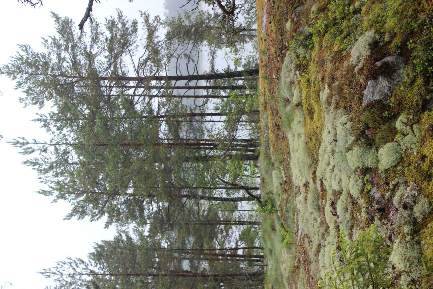 Vohlun luontoselvitys 2015 Uusikaupunki 20.