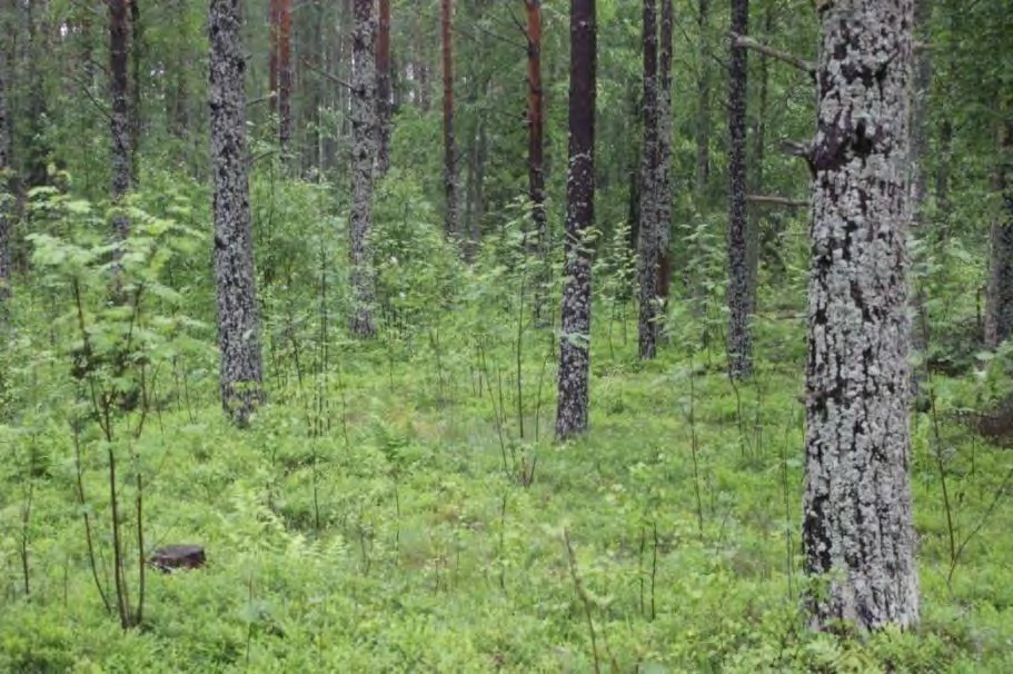4 2.3 Kuvio 2 Kuviolla 2 on 60-80 -vuotiasta talousmetsä männikköä. Pensaskerroksessa kasvaa pihlajantaimia, vadelmaa ja katajaa sekä mökille menevän tien varressa taikinamarjaa ja metsäruusua.