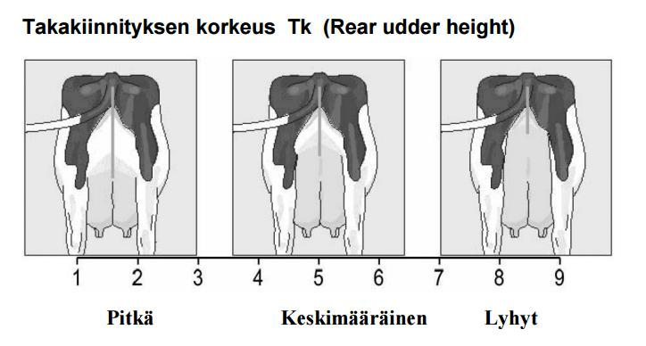 30 Kuvio 3. Takakiinnityksen korkeuden lineaariset pisteet (Lineaarinen rakennearvostelu 2015). 4.4.4 Keskiside Keskisidettä arvioidaan sen syvyyden ja voimakkuuden mukaan.