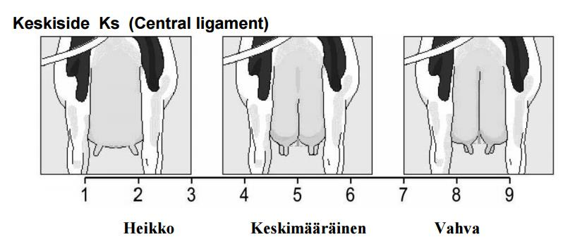 31 Kuvio 4. Keskisiteen lineaariset pisteet (Lineaarinen rakennearvostelu 2015). 4.4.5 Utareen muoto Utareen muotoa arvosteltaessa eläintä tarkastellaan sivusta.