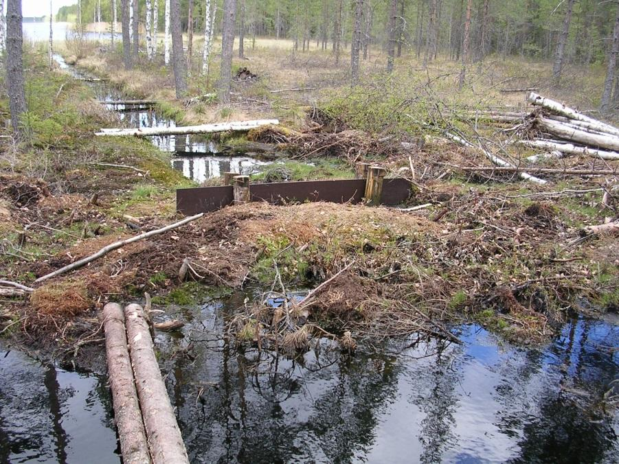 suolle, jossa vesi suodattuu turpeen ja pintakasvillisuuden