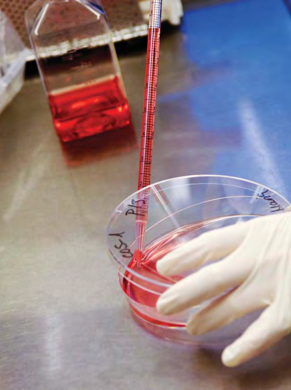20 BIOTIETEELLINEN TIEDEKUNTA TIETOA TIEDEKUNNASTA Vuoden 2004 alussa toimintansa aloittanut Helsingin yliopiston biotieteellinen tiedekunta lähiyksikköineen muodostaa Viikin biokeskuksessa Suomen