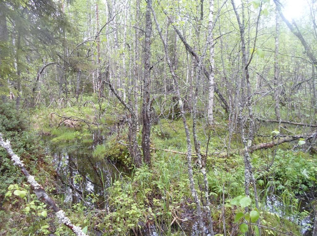 1 180516 UPM OYJ Hyrynsalmen kunta Ylä- ja Ala-Tervajärvi,
