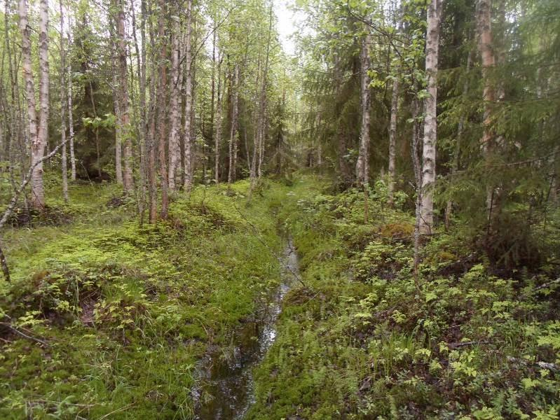 suurruoholehtoa.