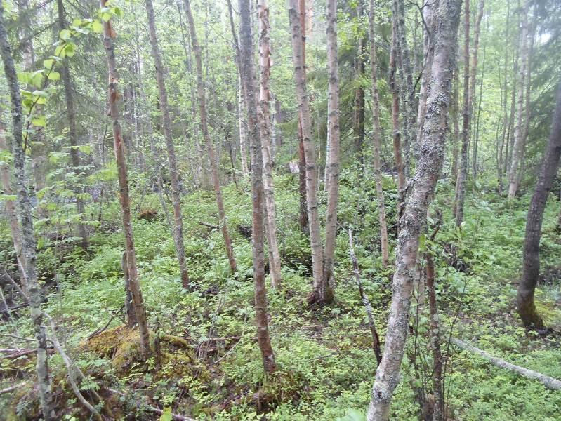 Lajistossa uoman lähellä on mm sudenmarja, lillukka, metsälauha, karjalanruusu, korpi-imarre, metsä-imarre, ketunlieko. Harmaaleppää on runsaasti. Myös maapuita ja pystypökkelöitä on siellä täällä.
