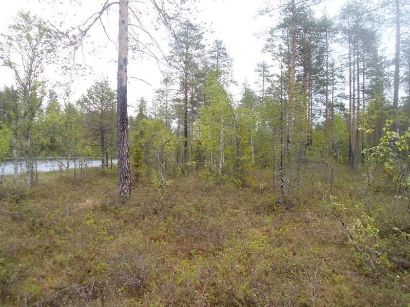 12 Vaccinium vitis-idaea, puolukka 3 Vaccinum myrtillus, mustikka 2 Empetrum nigrum, variksenmarja 2 Melampyrum pratense kangasmaitikka 1 Rhododendron tomentosum, suopursu 3 Calluna vulgaris, kanerva