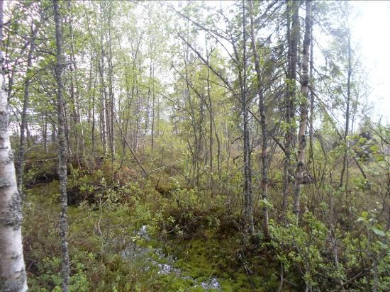 Hakojoen ja Iso-Hakojärven yhtymäkohtaa. Kasvillisuus on ojikkoa. Puusto on tasaikäistä.