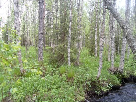 13 Ala-Tervajärvi Ala-Tervajärven inventointi aloitettiin suunnittelualueen eteläosasta jokiosuudelta. Rantavyöhyke on laajalti soistunutta (tulvivaa) joen varren tulvametsää (ks. kuvat 17).