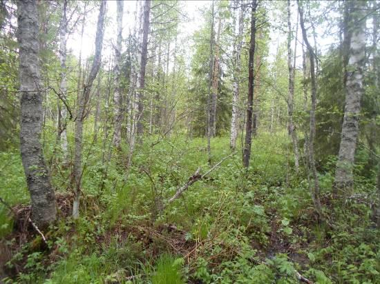 Kun tullaan järven puolelle, muuntuu koivuvaltaisuus tavanomaisen mäntyvaltaisen rämeen suuntaan. rannassa on edelleen nuorta koivua hieman runsaammin.
